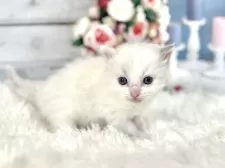 ラグドール【東京都・女の子・2025年12月13日・ブルーポイントバイカラー】の写真10