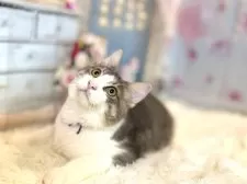 ノルウェージャンフォレストキャット【東京都・男の子・2025年5月15日・ブルー&ホワイト】の写真10