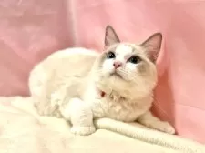 ラグドール【東京都・男の子・2025年3月27日・ブルーポイントバイカラー】の写真10