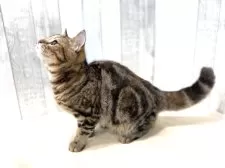 スコティッシュフォールド(立ち耳)【東京都・女の子・2025年4月14日・ブラウンタビー】の写真10