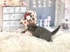 ブリティッシュショートヘア【東京都・女の子・2025年11月5日・ブルー】の写真10