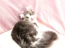 ノルウェージャンフォレストキャット【東京都・男の子・2025年4月17日・ブルー&ホワイト】の写真11