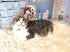 ノルウェージャンフォレストキャット【東京都・男の子・2025年5月15日・ブルー&ホワイト】の写真11