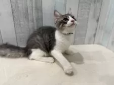 ノルウェージャンフォレストキャット【東京都・男の子・2025年5月15日・ブルー&ホワイト】の写真11