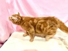 スコティッシュフォールド(折れ耳)【東京都・男の子・2025年4月14日・レッドタビー】の写真8