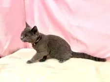 ブリティッシュショートヘア【東京都・女の子・2025年6月30日・ブルー】の写真11