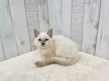 ラグドール【東京都・男の子・2025年6月11日・ブルーポイントミテッド】の写真13
