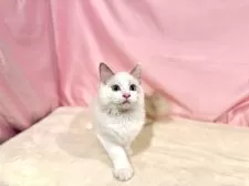 ラグドール【東京都・男の子・2025年7月13日・ブルーポイントバイカラー】の写真11