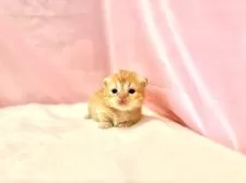 ミヌエット(短足)【東京都・女の子・2025年9月23日・レッドタビー】の写真11