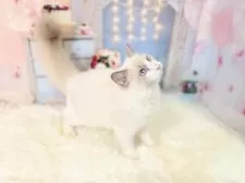 ラグドール【東京都・女の子・2025年6月11日・ブルーポイントバイカラー】の写真11