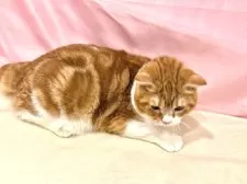 スコティッシュフォールド(立ち耳)【東京都・男の子・2025年4月14日・レッドタビー&ホワイト】の写真11