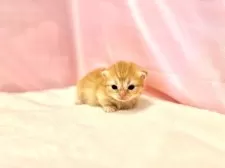 ミヌエット(短足)【東京都・女の子・2025年9月23日・レッドタビー】の写真12