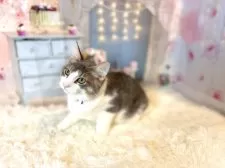 ノルウェージャンフォレストキャット【東京都・男の子・2025年5月15日・ブルー&ホワイト】の写真12