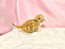 スコティッシュフォールド(折れ耳)【東京都・男の子・2025年10月11日・レッドタビー&ホワイト】の写真12