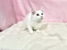 ノルウェージャンフォレストキャット【東京都・女の子・2025年8月2日・ホワイト】の写真12