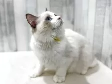 ラグドール【東京都・男の子・2025年4月13日・シールポイントバイカラー】の写真12