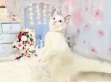 ラグドール【東京都・女の子・2025年8月21日・ブルーポイントバイカラー】の写真12