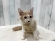 ノルウェージャンフォレストキャット【東京都・男の子・2025年7月2日・クリーム&ホワイト】の写真12