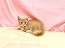 マンチカン(長足)【東京都・男の子・2025年8月23日・クリームタビー】の写真12