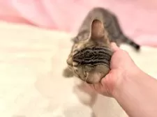 マンチカン(長足)【東京都・男の子・2025年7月16日・ブラウンタビー】の写真12