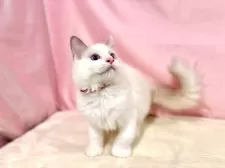 ラグドール【東京都・男の子・2025年7月13日・ブルーポイントバイカラー】の写真12