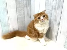 スコティッシュフォールド(折れ耳)【東京都・男の子・2025年4月18日・レッドタビー&ホワイト】の写真12