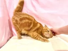 スコティッシュフォールド(折れ耳)【東京都・男の子・2025年4月14日・レッドタビー】の写真10