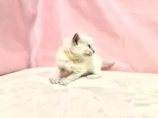 ラグドール【東京都・男の子・2025年10月11日・ブルーポイントミテッド】の写真13