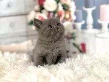 ブリティッシュショートヘア【東京都・女の子・2025年11月5日・ブルー】の写真13