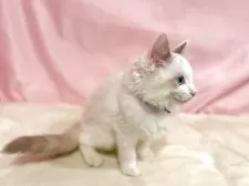 ラグドール【東京都・男の子・2025年8月21日・ブルーポイントバイカラー】の写真13