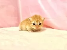 ミヌエット(短足)【東京都・女の子・2025年9月23日・レッドタビー】の写真13