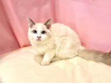 ラグドール【東京都・女の子・2025年6月27日・ブルーポイントバイカラー】の写真13