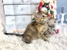 マンチカン(長足)【東京都・女の子・2025年10月11日・トーティシェル】の写真13