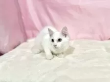 ノルウェージャンフォレストキャット【東京都・女の子・2025年8月2日・ホワイト】の写真13