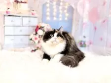 マンチカン(長足)【東京都・女の子・2025年4月16日・キャリコ】の写真13