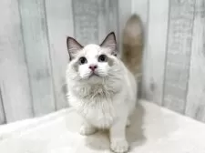 ラグドール【東京都・男の子・2025年4月13日・シールポイントバイカラー】の写真13