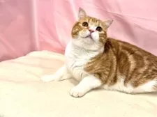 スコティッシュフォールド(立ち耳)【東京都・男の子・2025年4月14日・レッドタビー&ホワイト】の写真13