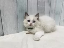 ラグドール【東京都・男の子・2025年7月13日・シールポイントバイカラー】の写真12