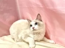 ラグドール【東京都・男の子・2025年3月27日・ブルーポイントバイカラー】の写真13