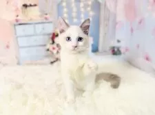 ラグドール【東京都・女の子・2025年8月21日・ブルーポイントバイカラー】の写真13