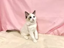 ラグドール【東京都・女の子・2025年7月13日・シールポイントバイカラー】の写真13