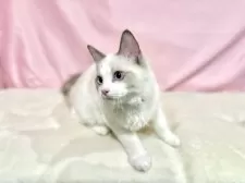 ラグドール【東京都・男の子・2025年6月27日・ブルーポイントバイカラー】の写真12