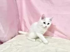 ノルウェージャンフォレストキャット【東京都・女の子・2025年8月2日・ホワイト】の写真13