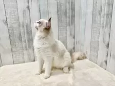 ラグドール【東京都・男の子・2025年3月27日・ブルーポイントバイカラー】の写真13