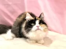 マンチカン(長足)【東京都・女の子・2025年4月16日・キャリコ】の写真14