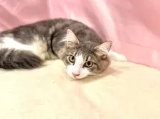 ノルウェージャンフォレストキャット【東京都・男の子・2025年4月17日・ブルー&ホワイト】の写真14