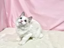 ラグドール【東京都・男の子・2025年6月27日・ブルーポイントバイカラー】の写真13