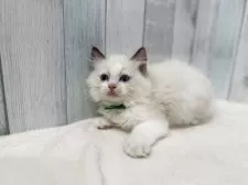 ラグドール【東京都・男の子・2025年7月13日・シールポイントバイカラー】の写真13