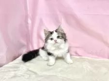 マンチカン(長足)【東京都・男の子・2025年9月3日・ブラウンタビー&ホワイト】の写真14