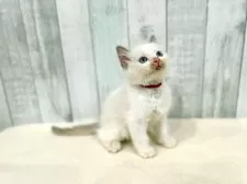 ラグドール【東京都・男の子・2025年8月21日・ブルーポイントバイカラー】の写真13